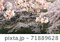 前ボケの桜と散る花びら 71889628