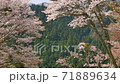 風に舞い散る桜の花びら 71889634