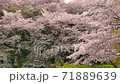 風に揺れる桜の木の枝 71889639
