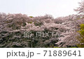 風に揺れる満開の桜 71889641