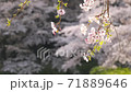 揺れる桜の枝 71889646
