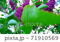 Bunches of lilacs branch beauty plant under the balcony of a multi-storey building HD. Vibrant lilac branches fluttering in the wind. Lilac plant is blooming in the may month, 2020. 71910569