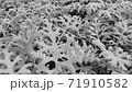 Texture of vibrant ashen Cineraria decoration plant outdoor. Decorative silver bushes leaves closeup swaying in the wind 4k 71910582