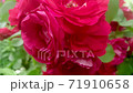 Climbing roses closeup moving in the wind. Vibrant bunch of red pink rose flowers green leaves warm background 4k.  71910658