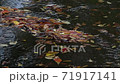 Gentle waterways and flowing fallen leaves 71917141