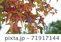 Leaves dyed red 71917144