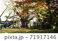 Ginkgo tree and maple that began to turn red 71917146