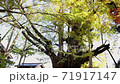 Looking up at a big ginkgo tree 71917147