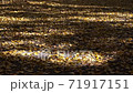 Shaking shade and fallen leaves of ginkgo 71917151