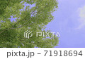 晴朗的天空和綠樹 71918694