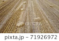 Straw bales in the field, stubble after harvesting wheat. 71926972
