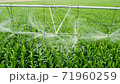 Irrigation system over corn field, close up shooting of watering process. 71960259