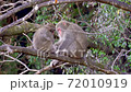 Parents and children of monkeys are grooming. 72010919