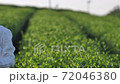 茶畑　女性　パンショット 72046380