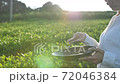 茶畑　女性　風吹き 72046384
