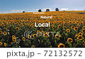 Sunflower field 72132572