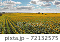 Sunflower field 72132575