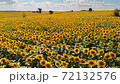 Sunflower field 72132576