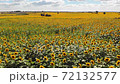 Sunflower field 72132577