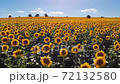 Sunflower field 72132580