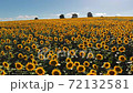 Sunflower field 72132581