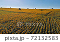 Sunflower field 72132583