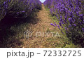 Blooming lavender plants on a farm 72332725