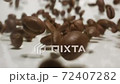 Coffee beans cascading past camera lens macro close up extreme slow motion - roasted beans on white  72407282
