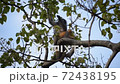 Dusky leaf monkey sits on the tree, collects and eats leaves having an orange baby with her 72438195