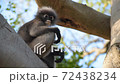 Thoughtful fluffy young monkey (Trachypithecus obscurus, dusky leaf monkey) fixedly sits on the tree trunk with graceful hands with black fingers. 72438234