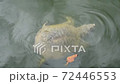 Softshell turtle swims. Most probably it is a chinese softshell turtle (Pelodiscus sinensis). Lives in a temple pond of Wat Phai Lom (Trat city, Thailand) along with other freshwater turtles species 72446553