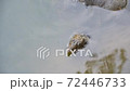 turtle, animal, floating 72446733
