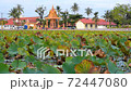 coconut, trees, palms 72447080