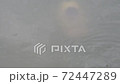 fish, river, water 72447289