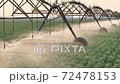 Soybean field with irrigation system for water supply in sunset 72478153