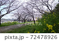 Sakura petals scattering in the wind 72478926