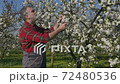 Farmer in blossoming cherry orchard touching and examining branch 72480536