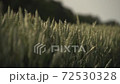 wheat field 72530328