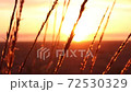 wheat with view of sunset 72530329