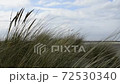 wild tall grasses sways by the wind 72530340