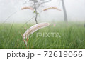 a grass moving in the wind 72619066
