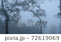 Mist in the tropical forest 72619069