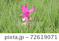 Siam Tulip  72619071
