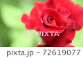 red rose 72619077