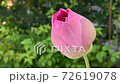 pink lotus flower 72619078