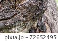 Drops of water flowing down the bark of an old tree 72652495