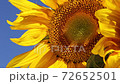 Sunflower closeup 72652501