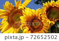 Three sunflowers 72652502