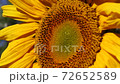 Sunflower closeup 72652589