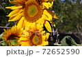 Three sunflowers 72652590
